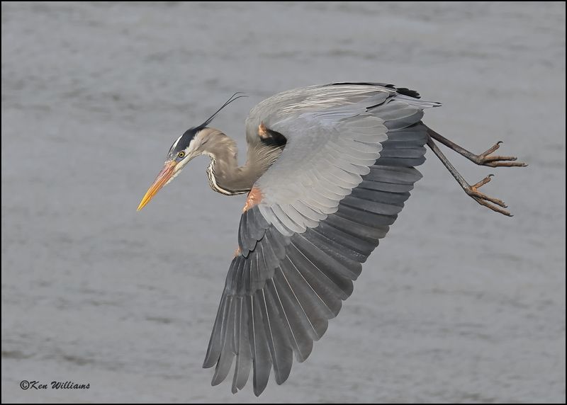 Great Blue Heron, Cherokee Co, OK, 3-20-2023_0L0A9294Dz.jpg