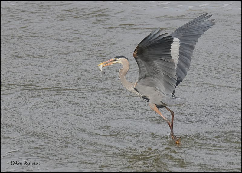 Great Blue Heron, Cherokee Co, OK, 3-20-2023_0L0A9308Dz.jpg