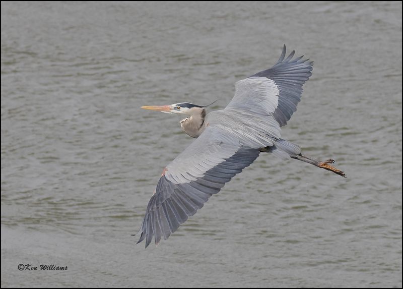 Great Blue Heron, Cherokee Co, OK, 3-20-2023_0L0A9367Dz.jpg