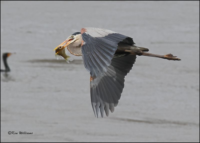 Great Blue Heron, Cherokee Co, OK, 3-20-2023_0L0A9557Dz.jpg