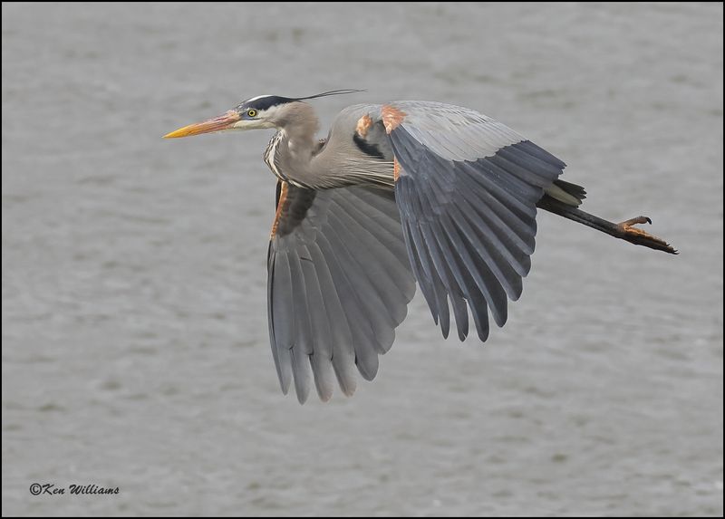 Great Blue Heron, Cherokee Co, OK, 3-20-2023_0L0A9658Dz.jpg