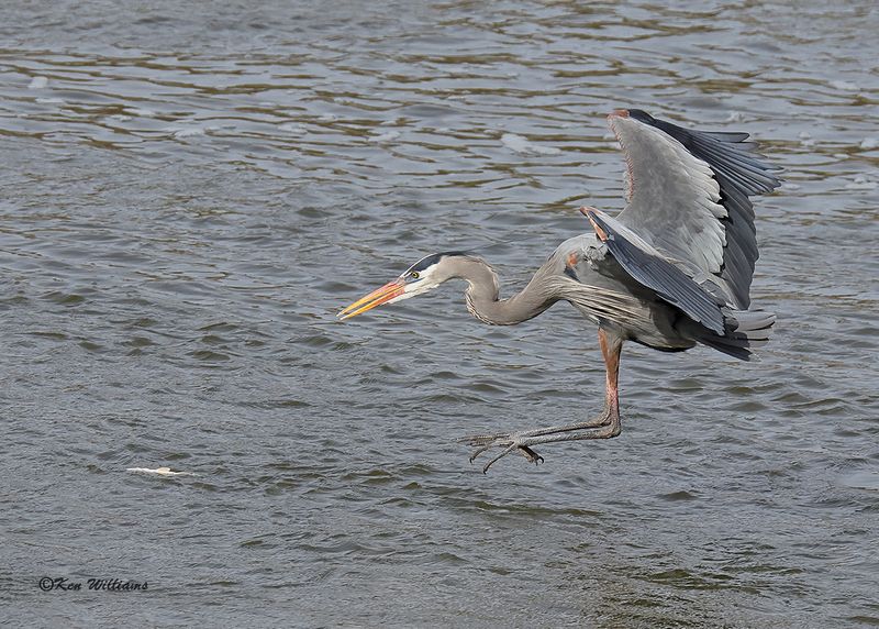 Great Blue Heron, Cherokee Co, OK, 3-20-2023a_0L0A9108.jpg