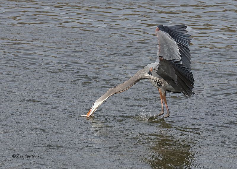 Great Blue Heron, Cherokee Co, OK, 3-20-2023a_0L0A9110.jpg