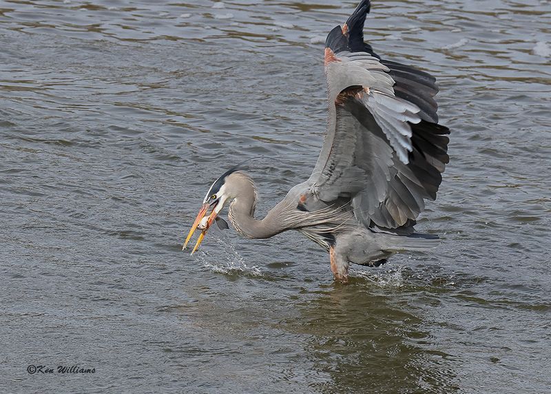 Great Blue Heron, Cherokee Co, OK, 3-20-2023a_0L0A9114.jpg