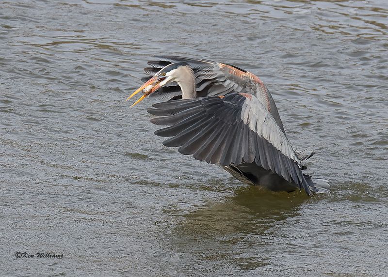 Great Blue Heron, Cherokee Co, OK, 3-20-2023a_0L0A9117.jpg