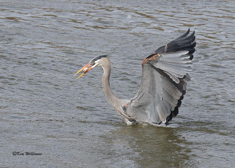 Great Blue Heron, Cherokee Co, OK, 3-20-2023a_0L0A9118.jpg