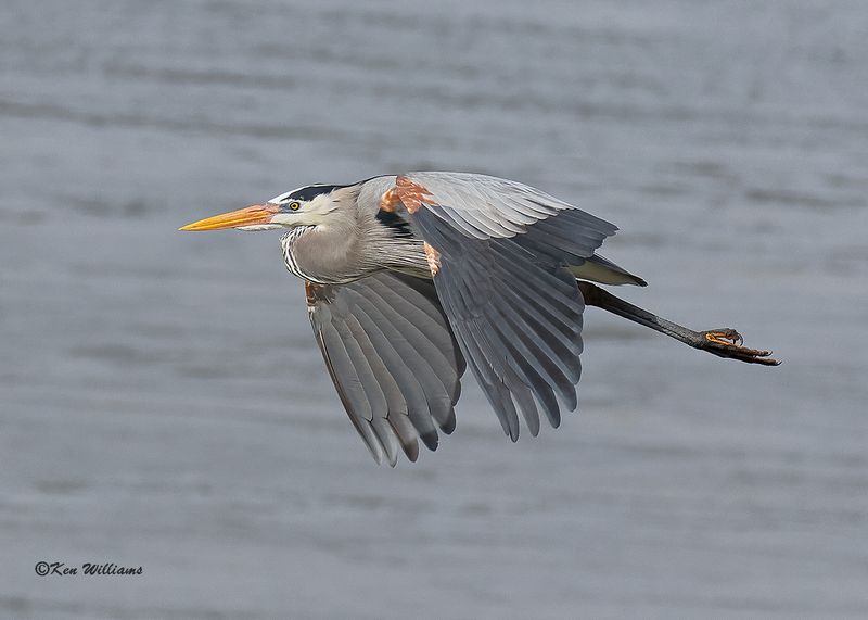 Great Blue Heron, Cherokee Co, OK, 3-20-2023a_0L0A9210.jpg
