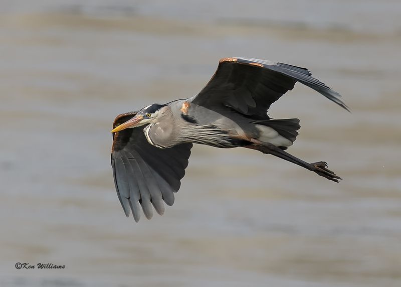 Great Blue Heron, Cherokee Co, OK, 3-20-2023a_0L0A9230.jpg