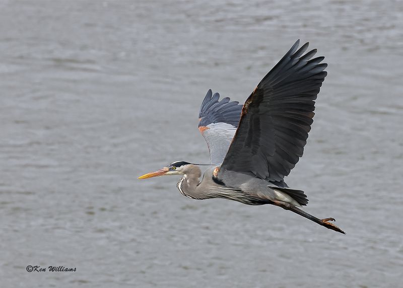 Great Blue Heron, Cherokee Co, OK, 3-20-2023a_0L0A9660.jpg