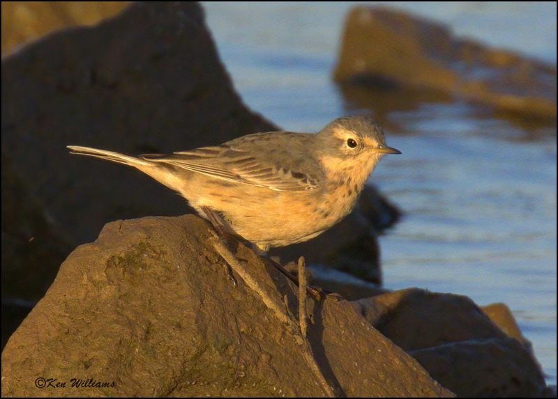 American Pipit nonbreeding, Wagoner Co, OK, 4-17-2023_0L0A1940Dz.jpg