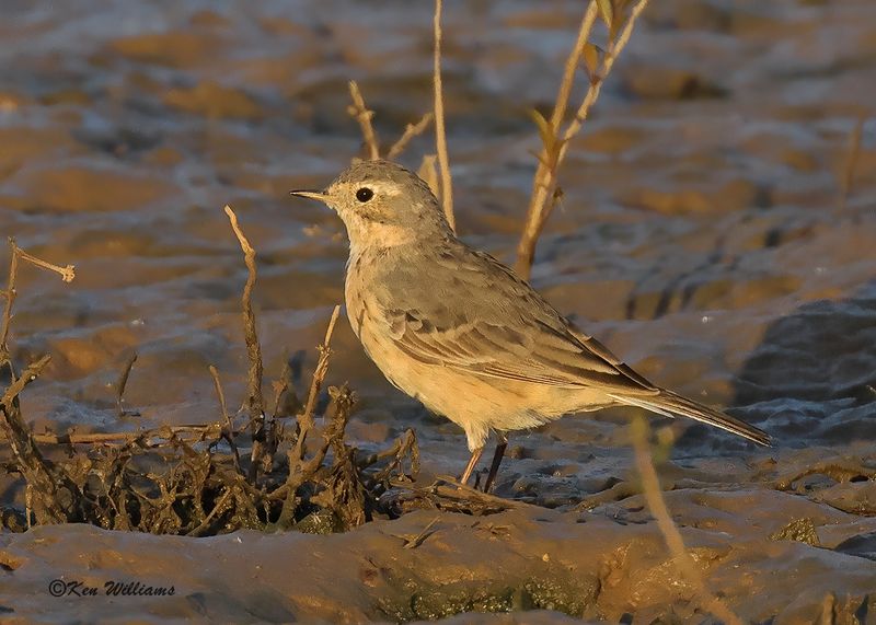 American Pipit nonbreeding, Wagoner Co, OK, 4-17-2023a_ 0L0A1962.jpg