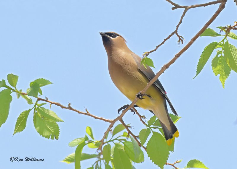 Cedar Waxwing, Tenkiller Lake, Sequoyah Co, OK, 4-17-2023a_  0L0A3249.jpg