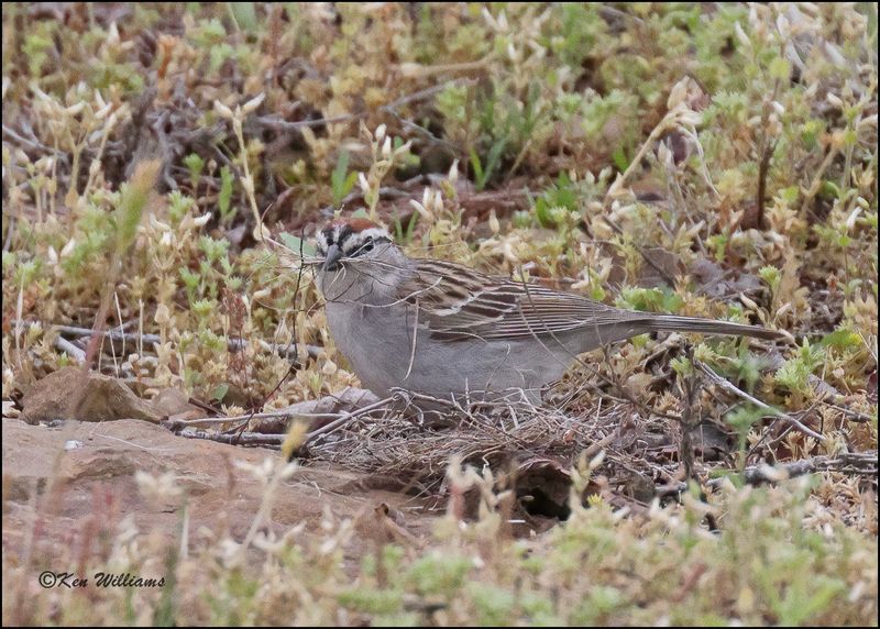 Chipping Sparrow, Cherokee Co, OK, 4-29-2023_0L0A3394Dz.jpg