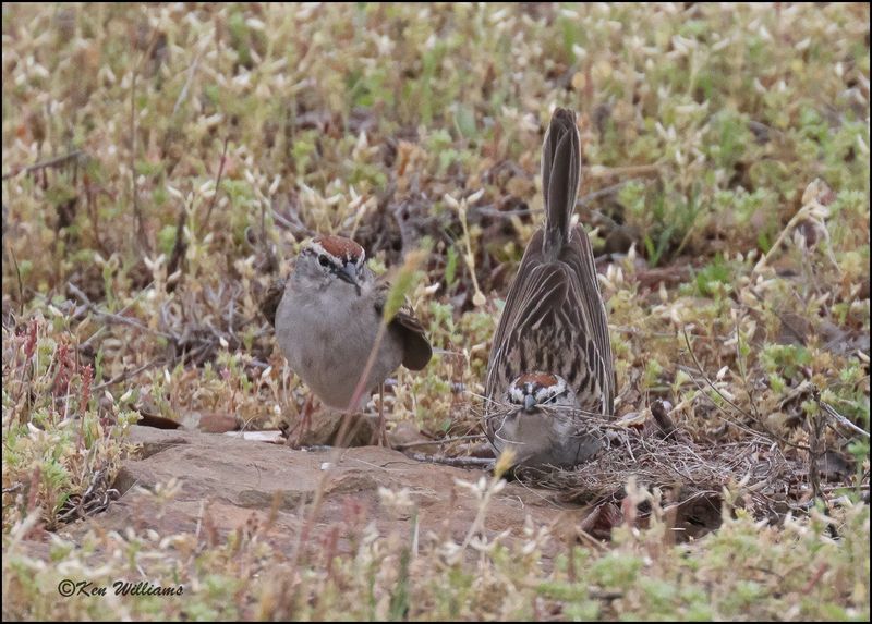 Chipping Sparrow, Cherokee Co, OK, 4-29-2023_0L0A3400Dz.jpg