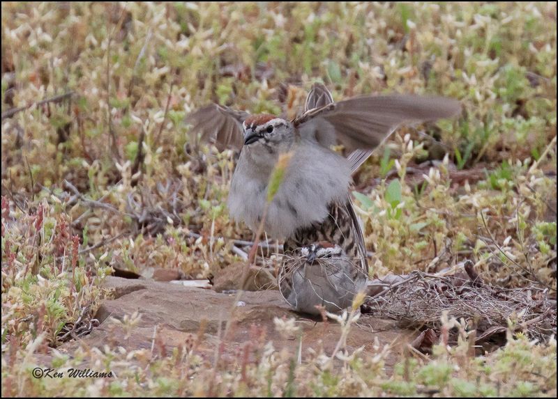 Chipping Sparrow, Cherokee Co, OK, 4-29-2023_0L0A3418Dz.jpg