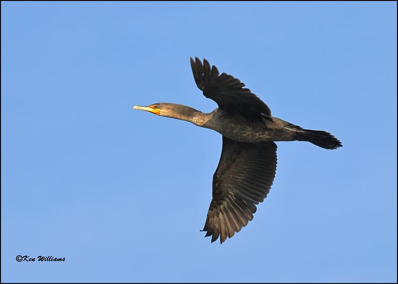 Double-crested Cormorant - nonbreeding, Cherokee Co, OK, 3-20-2023_0L0A8753Dz.jpg