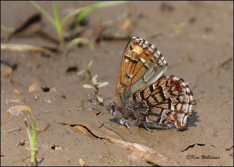 Eastern Pine Elfin, Cherokee Co, OK, 3-27-2023_0L0A1542Dz.jpg