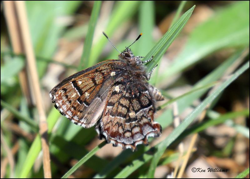Eastern Pine Elfin, Cherokee Co, OK, 3-27-2023_0L0A1573Dz.jpg
