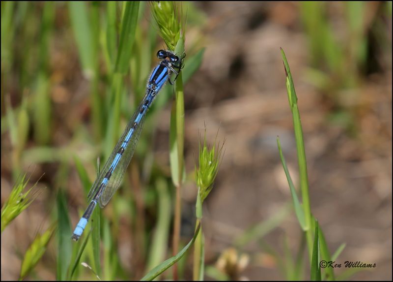Bluets