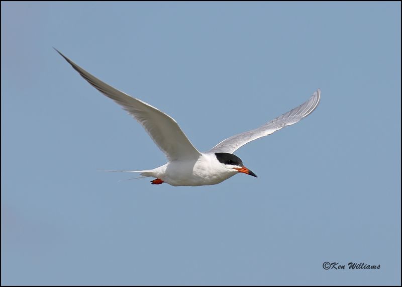 Forster's Tern, Cherokee Co, OK, 4-29-2023_0L0A4134Dz.jpg