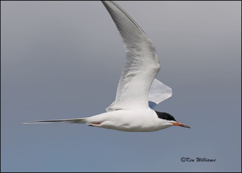 Forster's Tern, Cherokee Co, OK, 4-29-2023_0L0A4170Dz.jpg