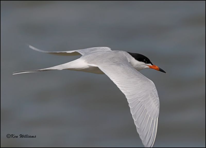 Forster's Tern, Cherokee Co, OK, 4-29-2023_0L0A4432Dz.jpg