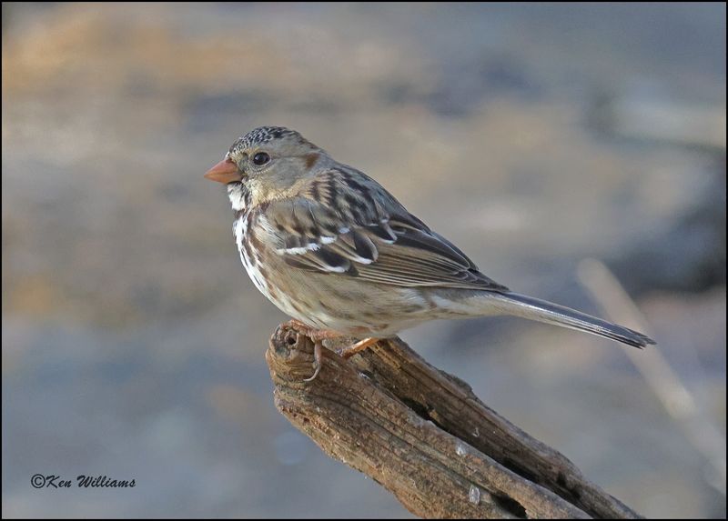Harris's Sparrow, Rogers Co yard, OK, 3-19-2023_0L0A8376Dz.jpg