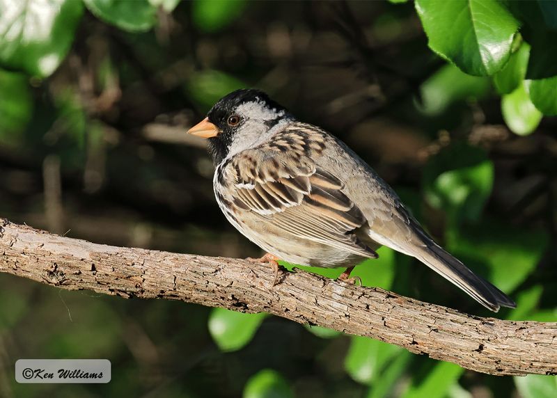 Harris's Sparrow, Rogers Co. yard, OK, 5-8-2023a_0L0A5016.jpg