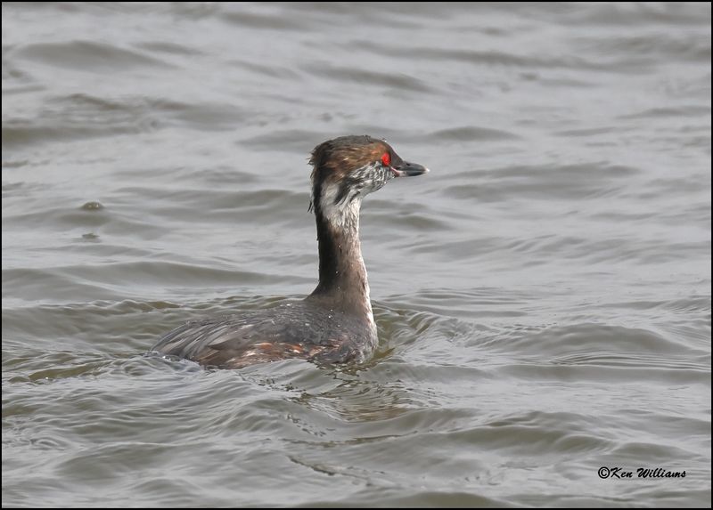 Horned Grebe molting into breeding plumage, Cherokee Co, OK, 3-20-2023_0L0A0726Dz.jpg