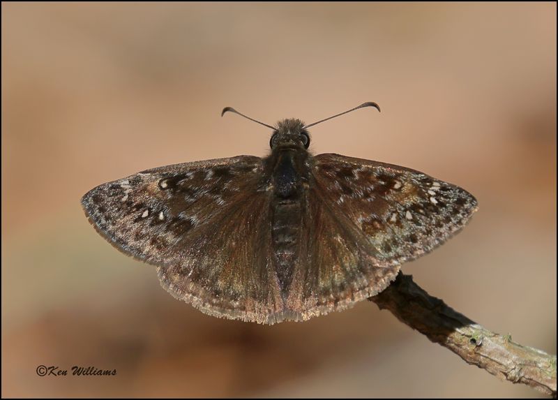 Juvenal's Dustywing, Cherokee Co, OK, 3-27-2023_0L0A1469Dz.jpg