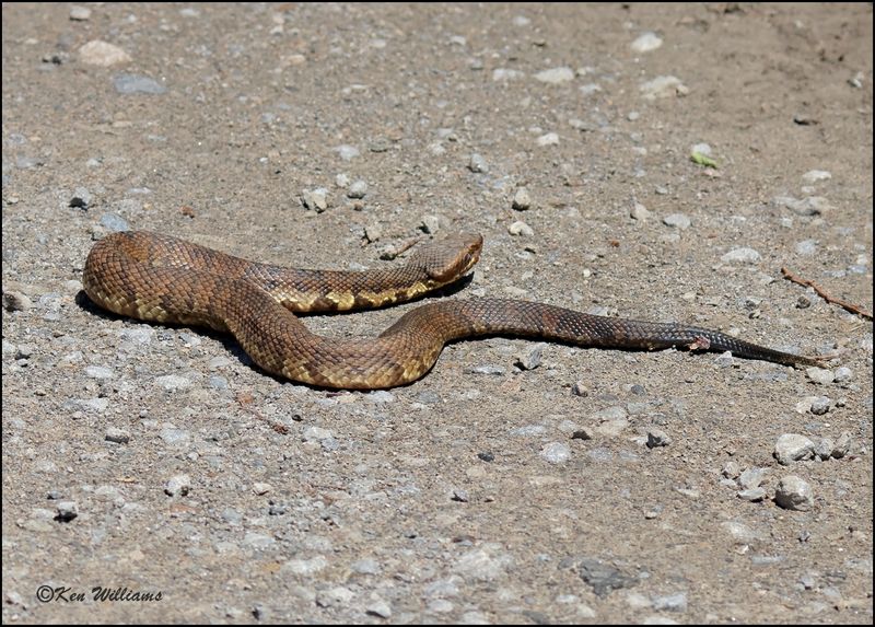 Northern Cottonmouth, Wagoner Co, OK, 4-29-2023_0L0A4987Dz.jpg