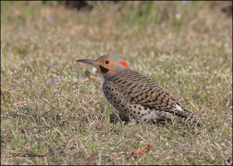 Northern Flicker, red shafted, Cherokee Co, OK, 3-27-20230_L0A1060Dz.jpg