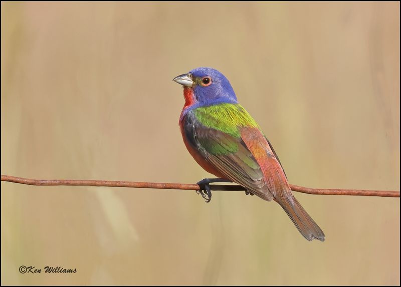 Painted Bunting male, Wagoner Co, OK, 6-6-2023_0L0A9862Dz.jpg