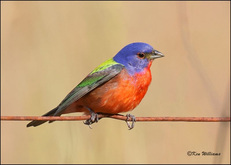 Painted Bunting male, Wagoner Co, OK, 6-6-2023_0L0A9870Dz.jpg