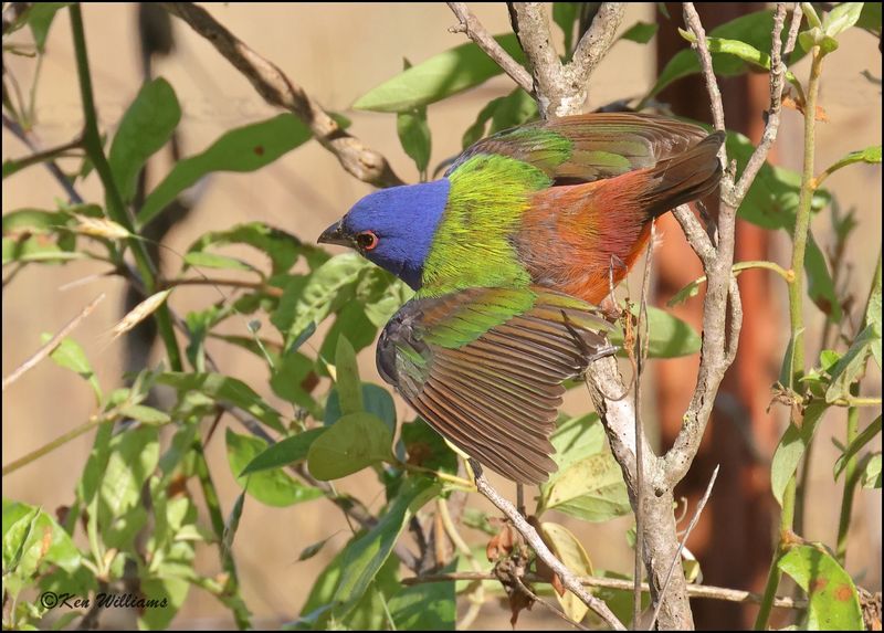 Painted Bunting male, Wagoner Co, OK, 6-6-2023_0L0A9884Dz.jpg