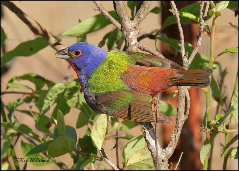 Painted Bunting male, Wagoner Co, OK, 6-6-2023_0L0A9885Dz.jpg