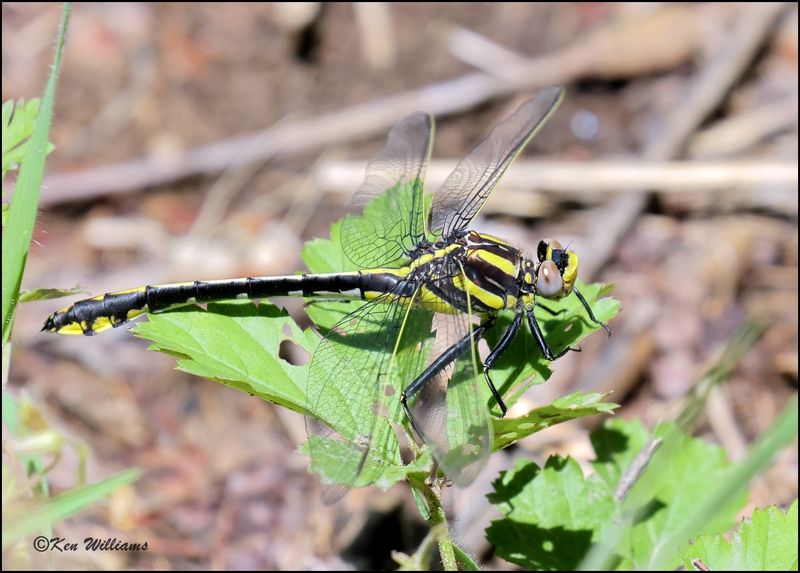 :Plains Clubtail: