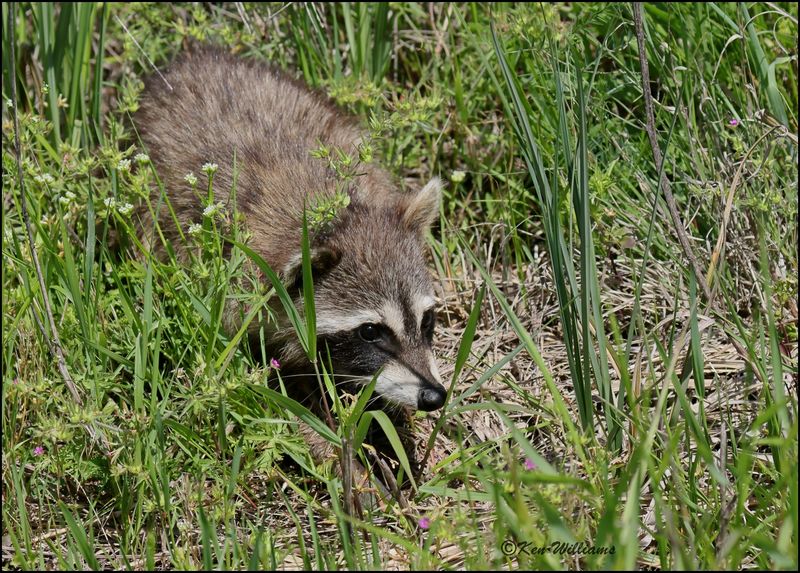 Raccoon, Wagoner Co, OK, 4-29-2023_0L0A4624Dz.jpg