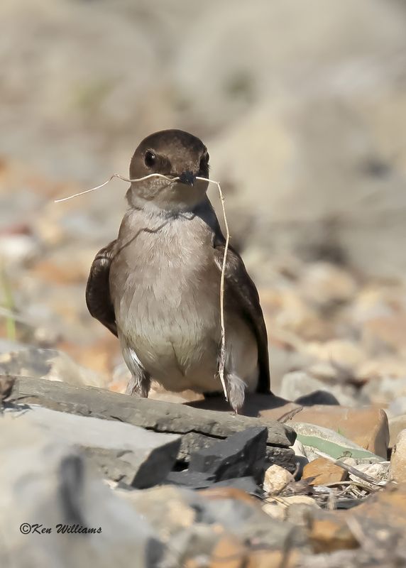 Northern Rough-winged Swallow, Tenkiller Lake, Sequoyah Co, OK, 4-17-2023a_ 0L0A2177.jpg