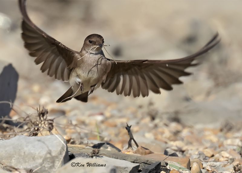 Northern Rough-winged Swallow, Tenkiller Lake, Sequoyah Co, OK, 4-17-2023a_ 0L0A2182.jpg