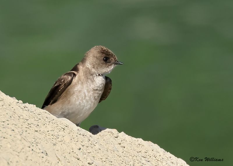 Northern Rough-winged Swallow, Tenkiller Lake, Sequoyah Co, OK, 4-17-2023a_ 0L0A2246.jpg