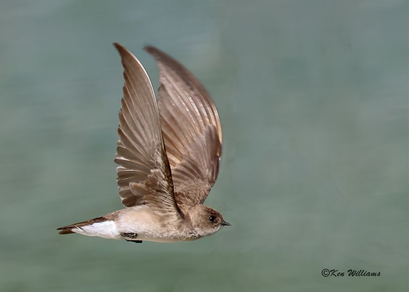 Northern Rough-winged Swallow, Tenkiller Lake, Sequoyah Co, OK, 4-17-2023a_ 0L0A2265.jpg