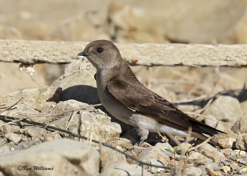 Northern Rough-winged Swallow, Tenkiller Lake, Sequoyah Co, OK, 4-17-2023a_ 0L0A2334.jpg