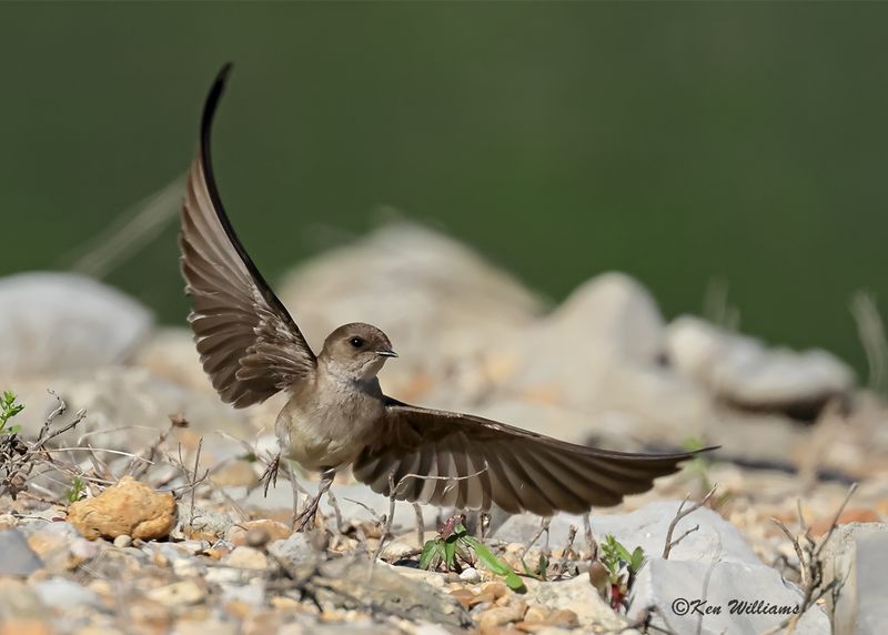 Northern Rough-winged Swallow, Tenkiller Lake, Sequoyah Co, OK, 4-17-2023a_ 0L0A2380.jpg