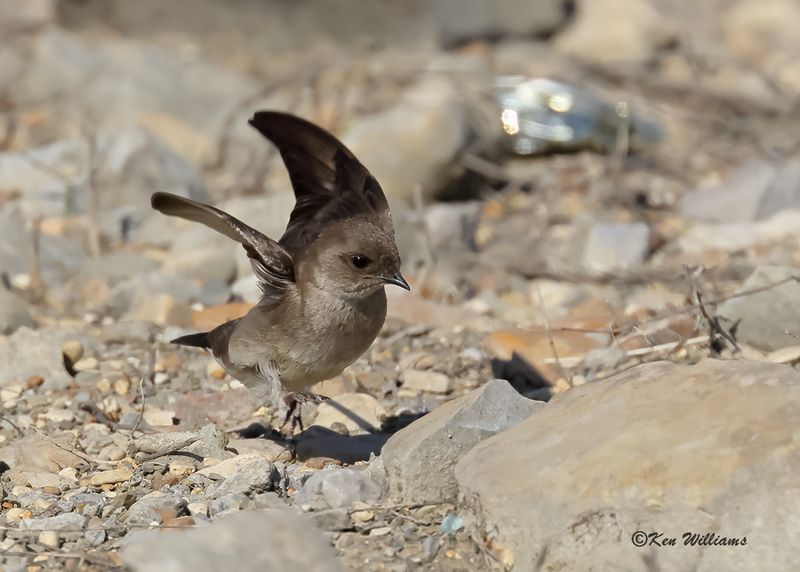 Northern Rough-winged Swallow, Tenkiller Lake, Sequoyah Co, OK, 4-17-2023a_ 0L0A2431.jpg