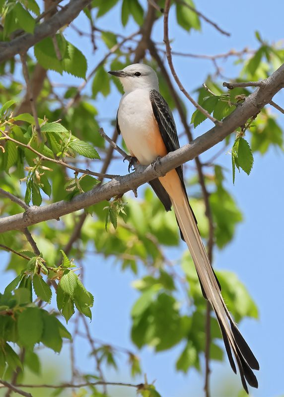 Scissor-tailed Flycatcher, Tenkiller Lake, Sequoyah Co, OK, 4-17-2023a_ 0L0A3283.jpg