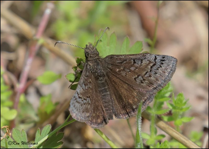 Sleepy Dustywing, Cherokee Co, OK, 3-27-2023_0L0A1610Dz.jpg