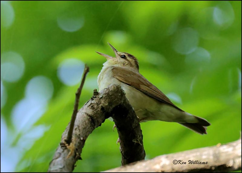 Swainson's Warbler, Tulsa Co, Ok 5-3-2023_5161DZ.jpg