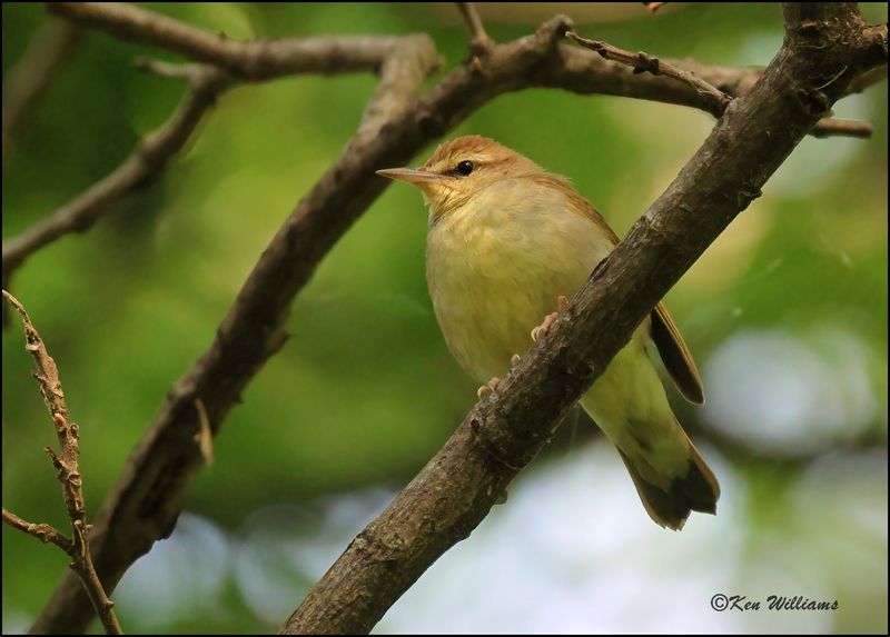 Swainson's Warbler, Tulsa Co, Ok 5-3-2023_5219Dz.jpg