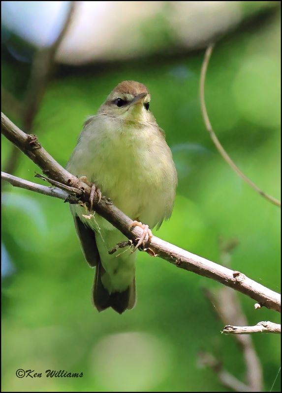 Swainson's Warbler, Tulsa Co, Ok 5-3-2023_5266Dz.jpg